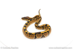 Africa import dinker ball python for sale