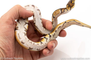 Africa import dinker ball python for sale