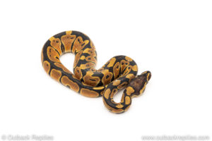 Africa import dinker ball python for sale
