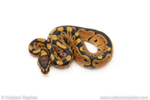 Africa import dinker ball python for sale
