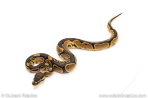 Africa import dinker ball python for sale
