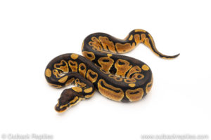 Africa import dinker ball python for sale