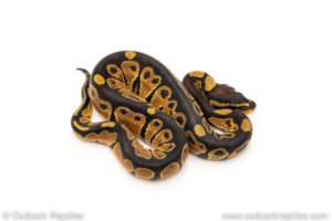 Africa import dinker ball python for sale