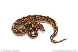 African Import Dinker Ball Python for sale
