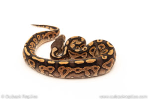 African Import Dinker Ball Python for sale