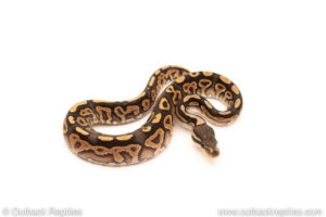 African Import Dinker Ball Python for sale