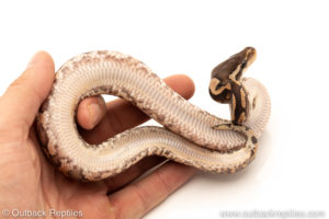 African Import Dinker Ball Python for sale