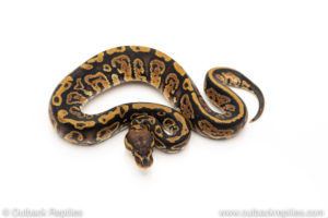 Africa import dinker ball python for sale