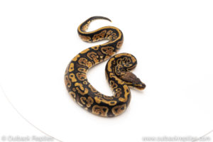 Africa import dinker ball python for sale