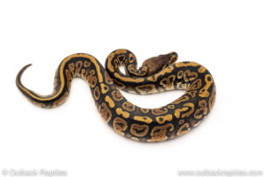 Africa import dinker ball python for sale