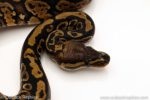 Africa import dinker ball python for sale