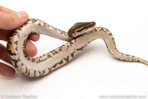 Africa import dinker ball python for sale