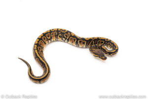 Africa import dinker ball python for sale