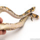 Africa import dinker ball python for sale