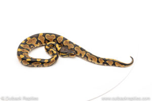 Africa import dinker ball python for sale