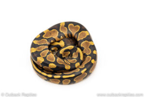 Africa import dinker ball python for sale