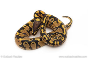 Africa import dinker ball python for sale
