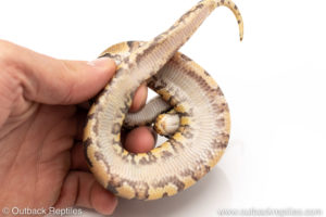 Africa import dinker ball python for sale