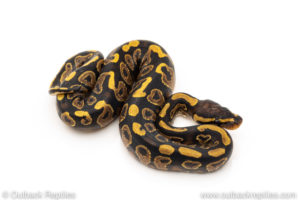 Africa import dinker ball python for sale