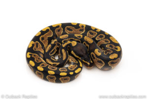 Africa import dinker ball python for sale
