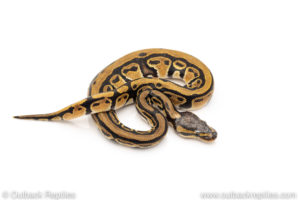 Africa import dinker ball python for sale
