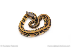 Africa import dinker ball python for sale