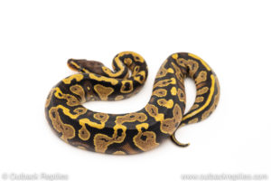 Africa import dinker ball python for sale