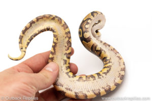 Africa import dinker ball python for sale