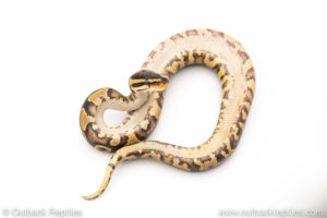 Africa import dinker ball python for sale