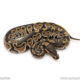 Africa import dinker ball python for sale