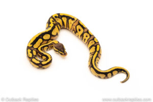 African Import Dinker Ball Python for sale