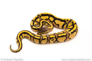 African Import Dinker Ball Python for sale