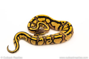 African Import Dinker Ball Python for sale