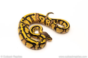 African Import Dinker Ball Python for sale