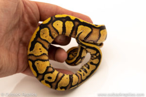 African Import Dinker Ball Python for sale