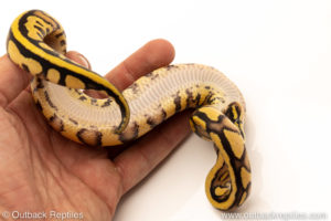 African Import Dinker Ball Python for sale