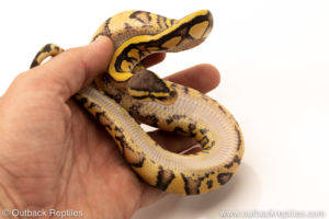 African Import Dinker Ball Python for sale