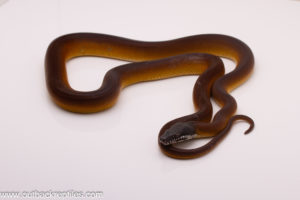 White Lipped Python for sale