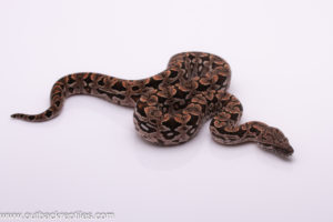 Dumerils Boa for sale