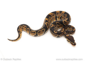 African import dinker ball python for sale