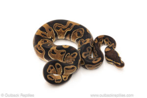 African import dinker ball python for sale