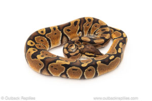 African import dinker ball python for sale