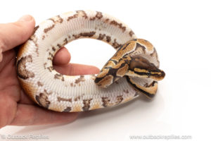 African import dinker ball python for sale