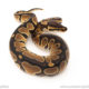 African import dinker ball python for sale