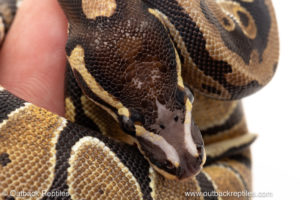 African import dinker ball python for sale