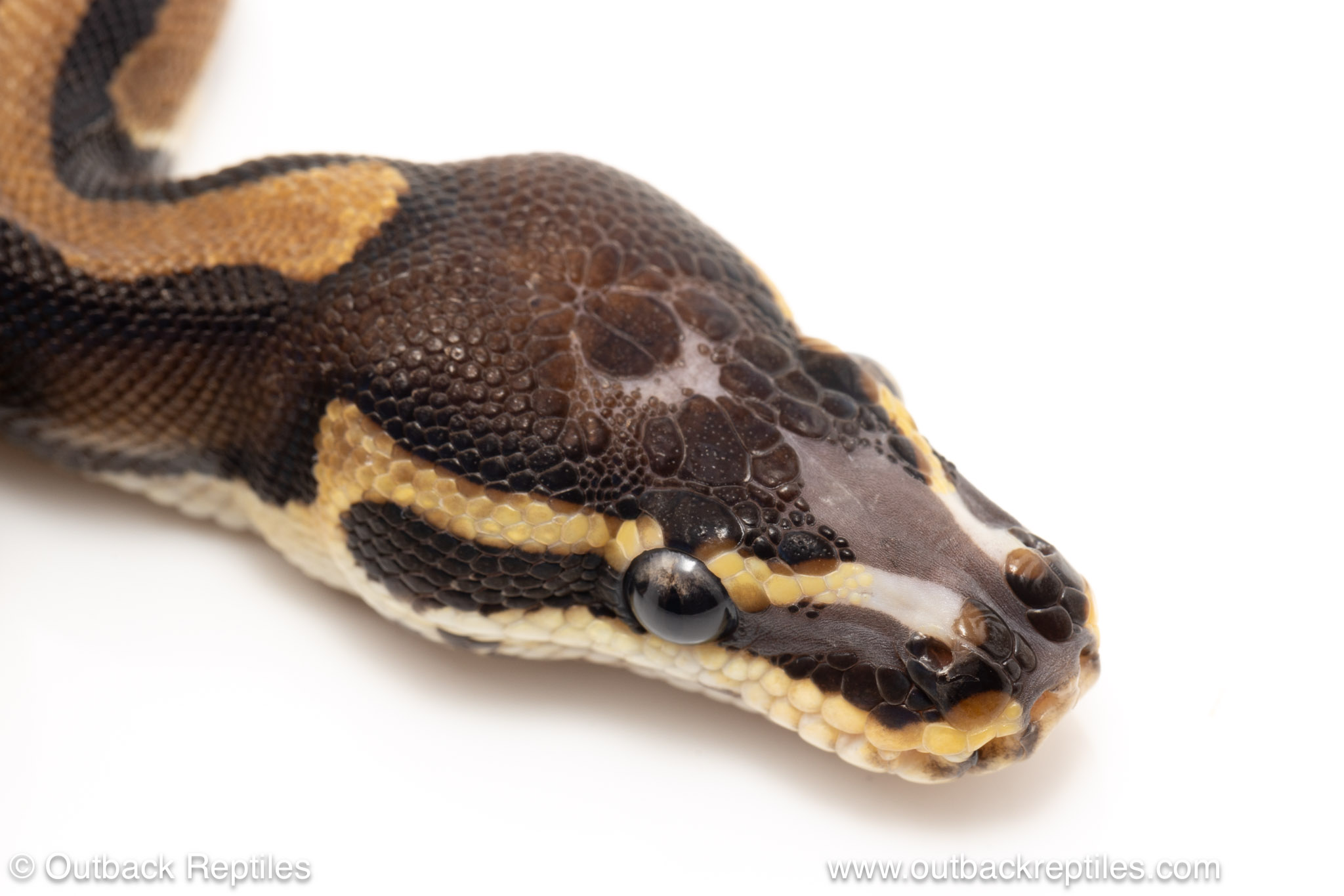 Africa Import dinker ball python SP 20-3 | Outback Reptiles