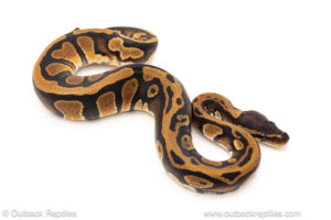 African import dinker ball python for sale