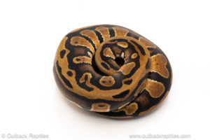 African import dinker ball python for sale