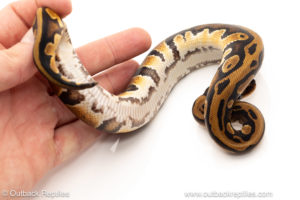 African import dinker ball python for sale