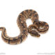 African import dinker ball python for sale